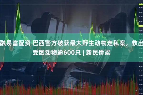 融易富配资 巴西警方破获最大野生动物走私案，救出受困动物逾600只 | 新民侨梁